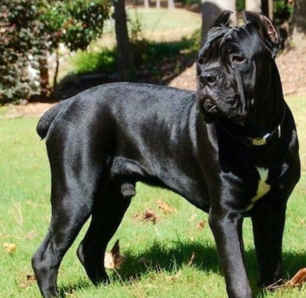 Интересные окрасы собак