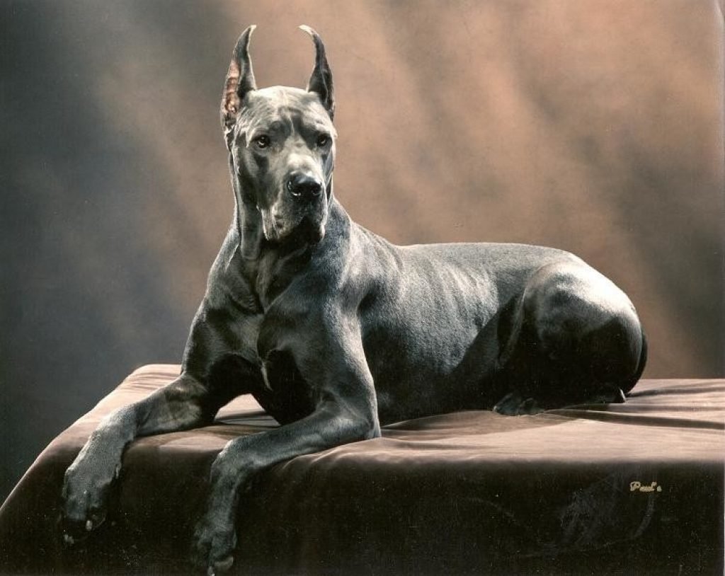 Лабрадор и Доберман