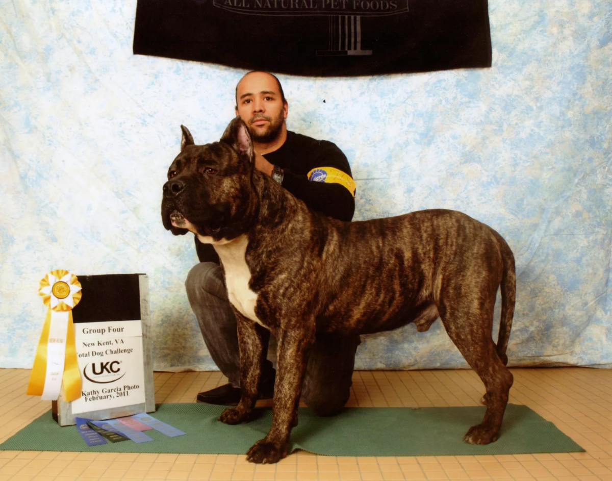 Канарский дог с человеком чёрное