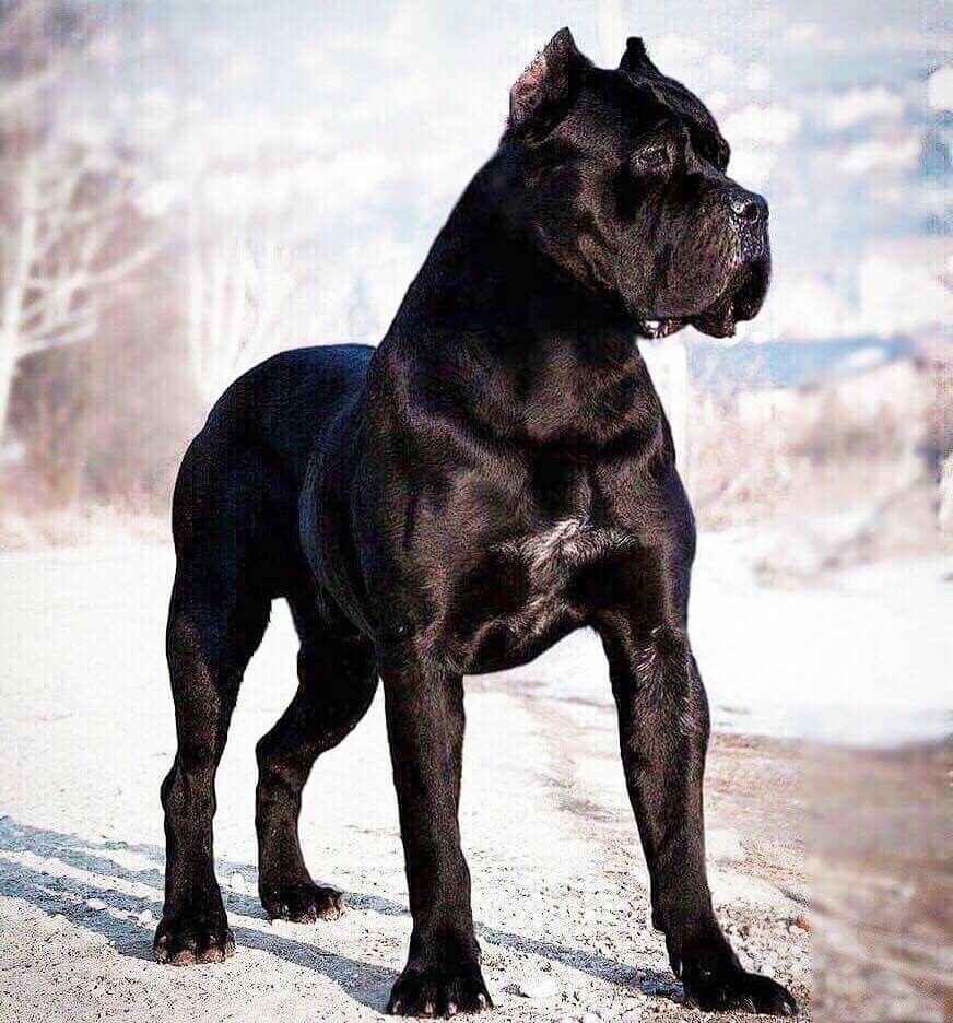 Американский стаффордширский терьер что рный