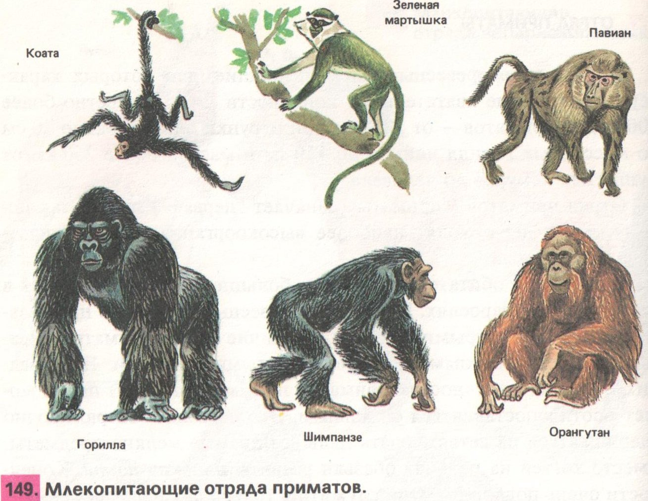 К отряду приматов принадлежат. Отряд приматы представители список. Отряд приматы обезьяны. Приматы отряды млекопитающих. Класс млекопитающие отряд приматы.