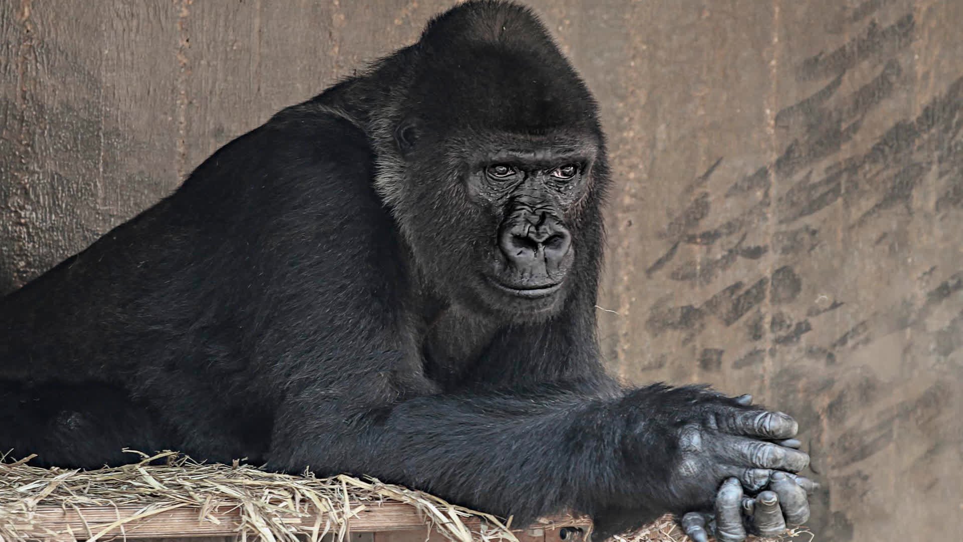 Сколько стоит горилла. Горилла и шимпанзе. Черная горилла. Обезьянка горилла.
