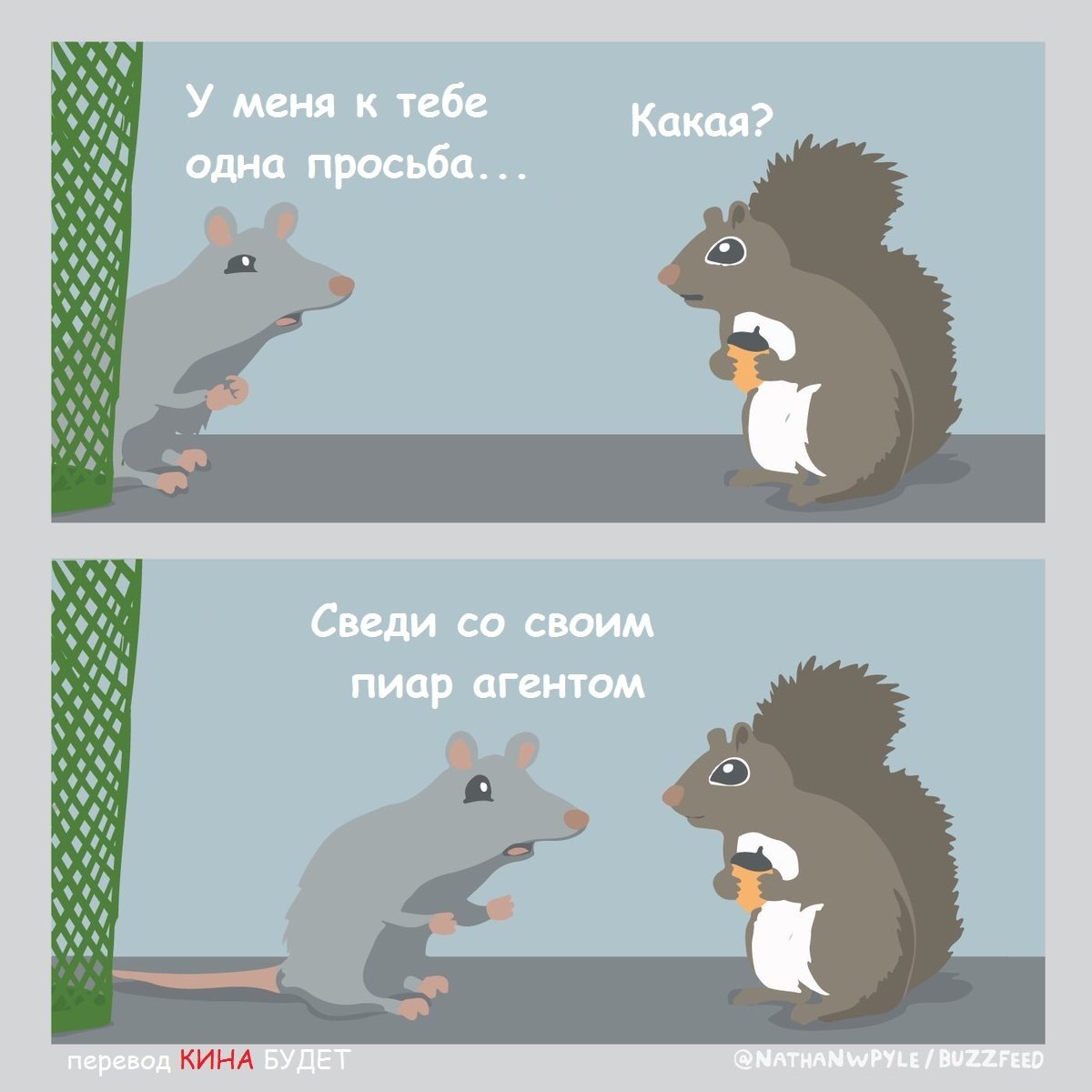 Крыса и белка сравнение