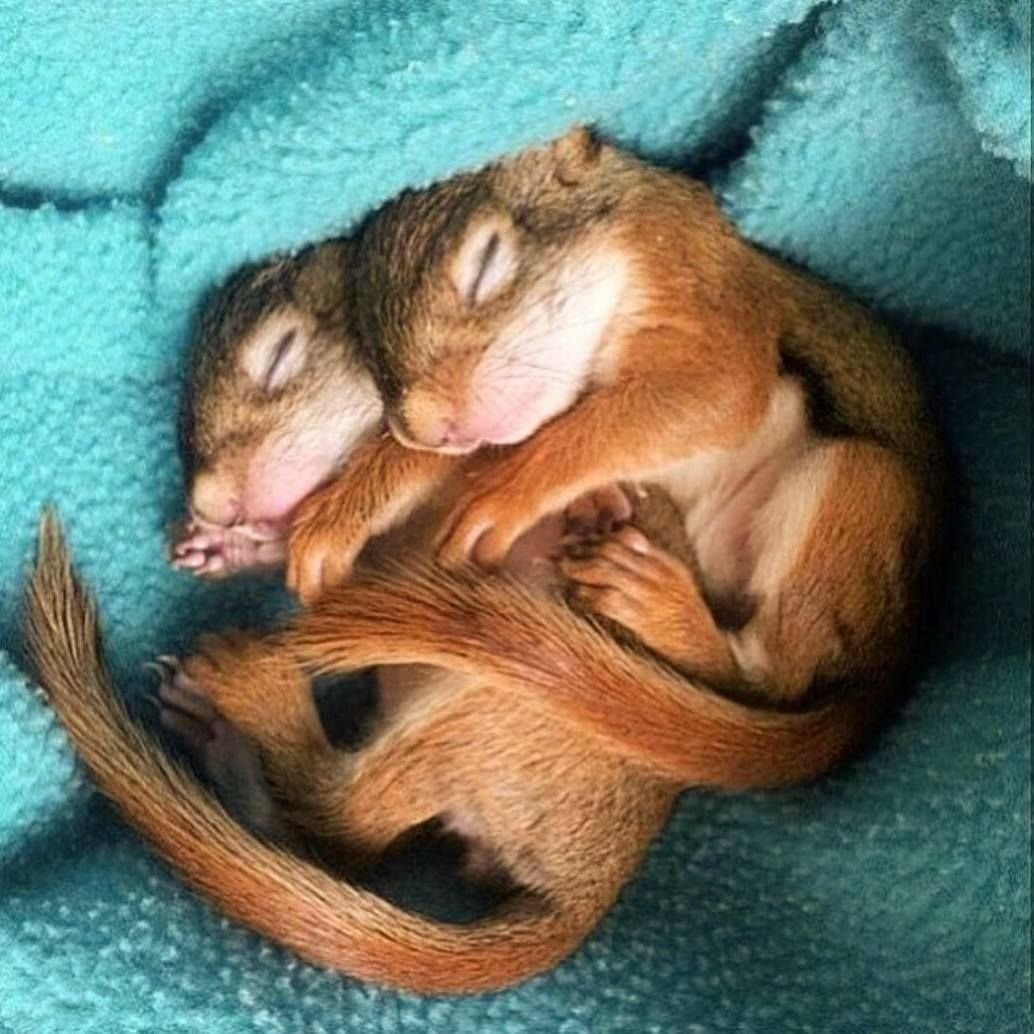 Спящий Бельчонок