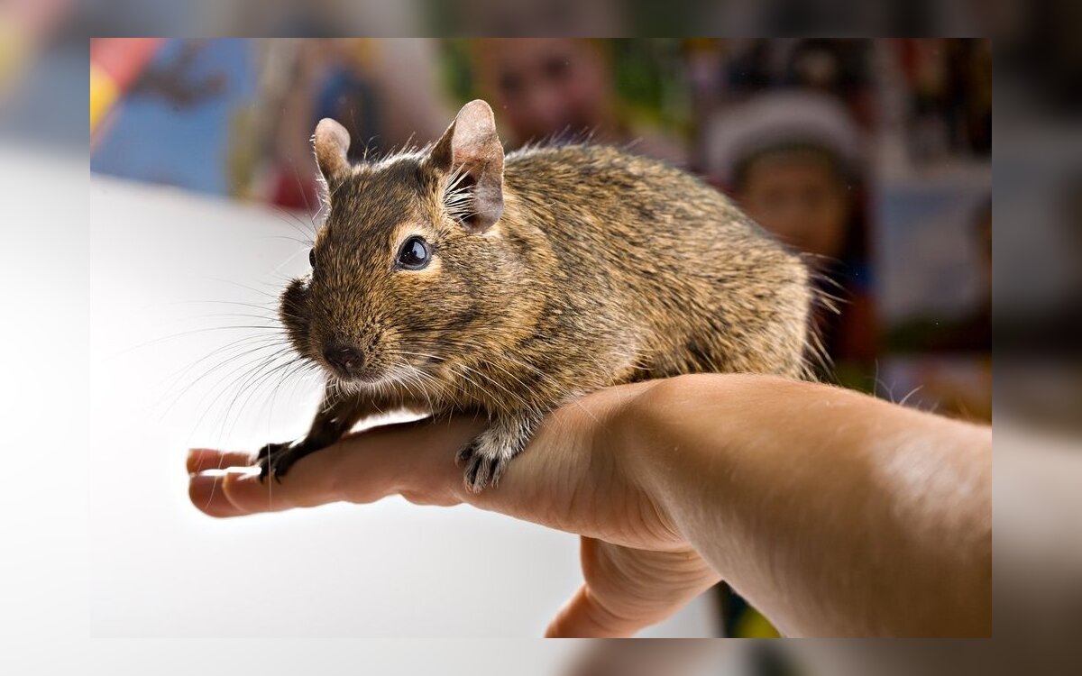 Шиншилла дегу