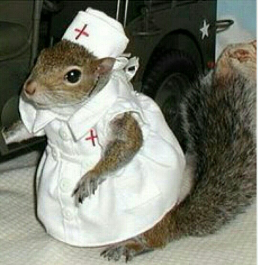 Больная белка