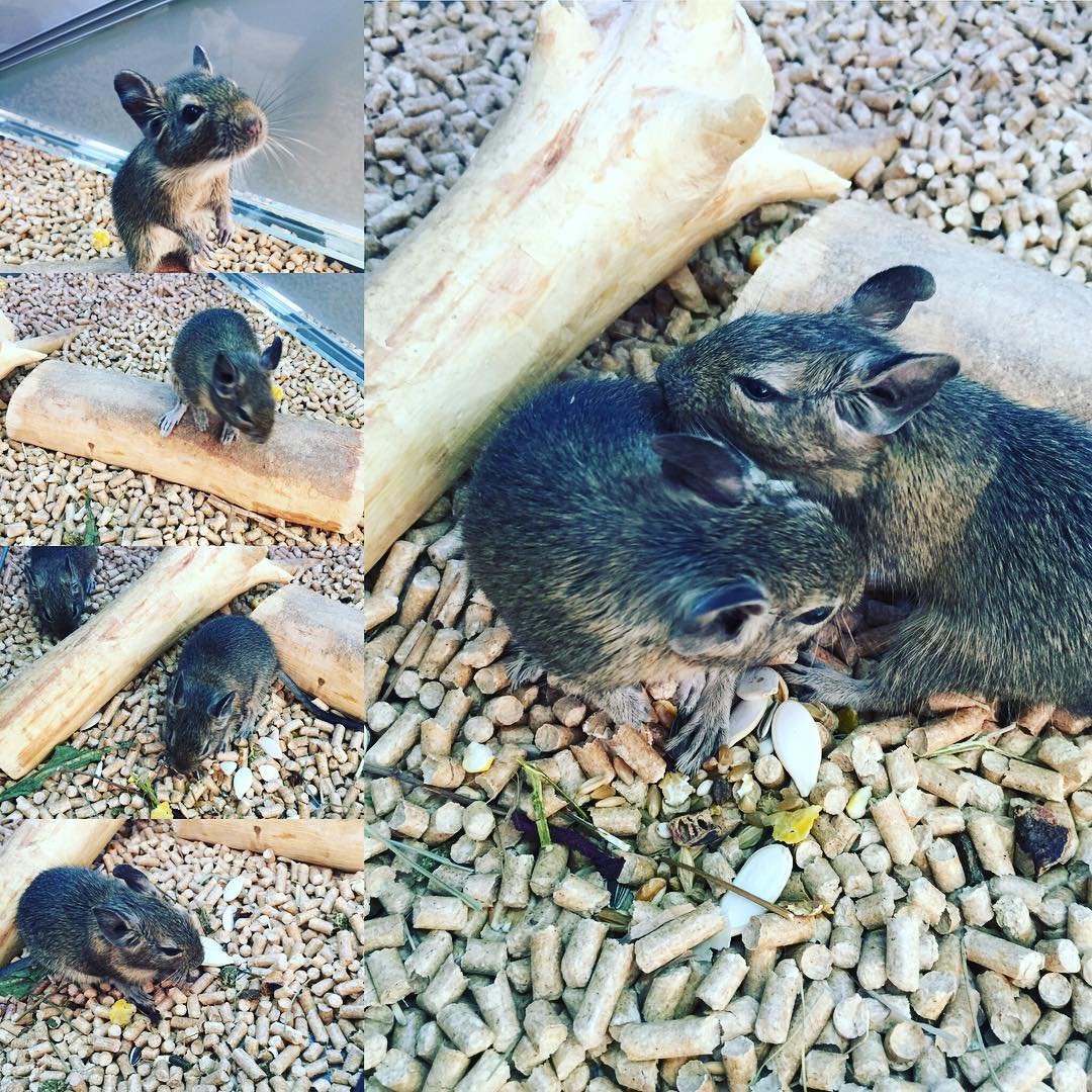 Белка родня крысы