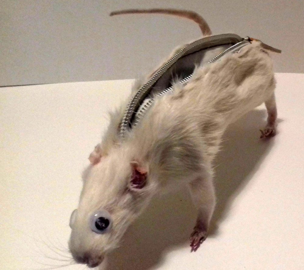 Пушистохвостая кроличья крыса