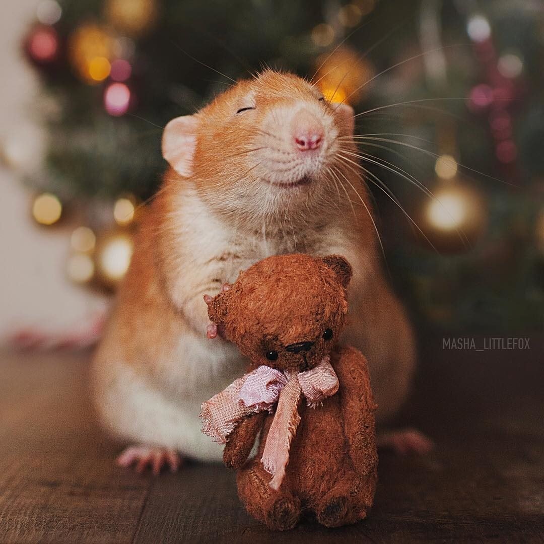 Крыски Дамбо рыжие