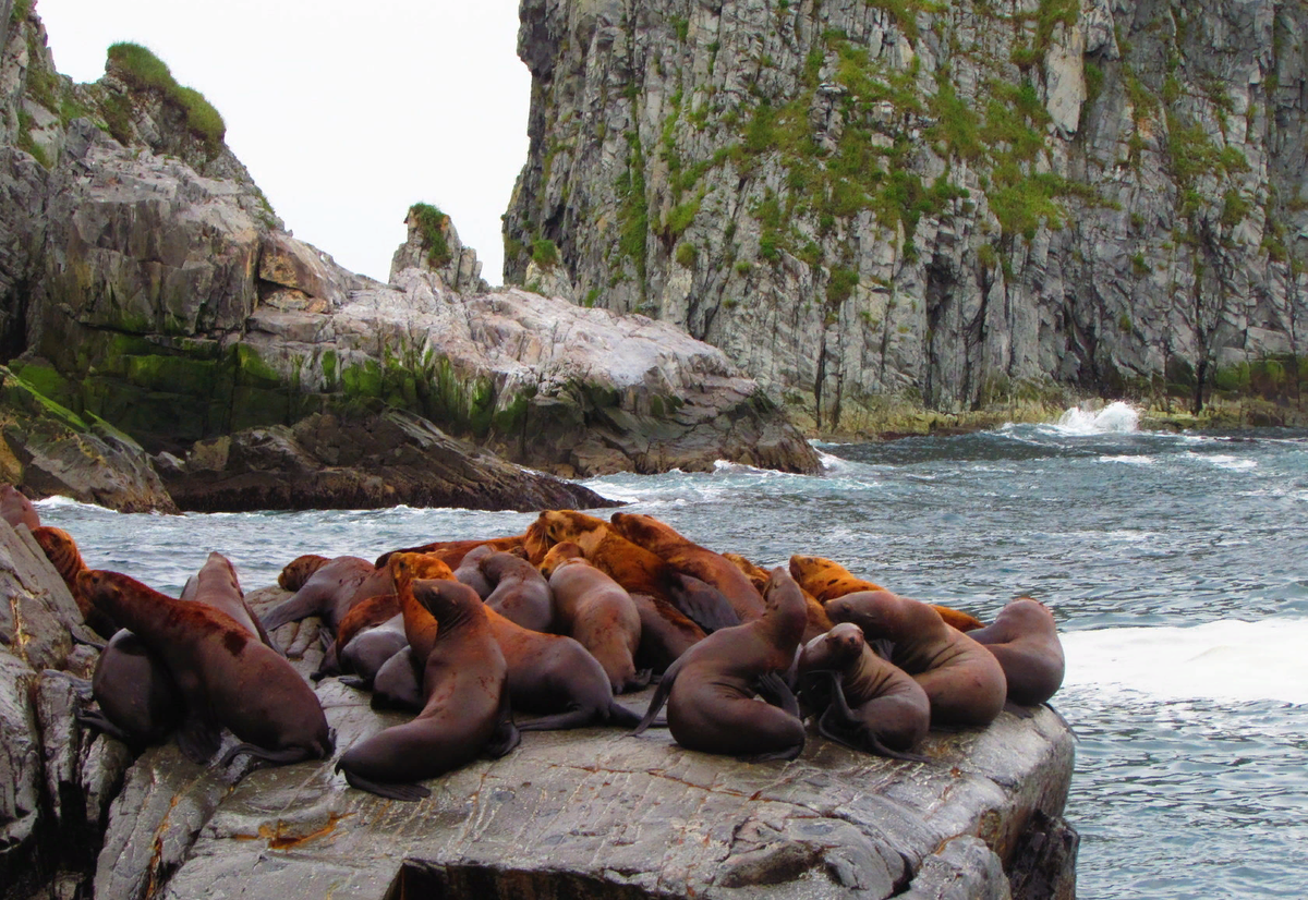 Авачинская бухта остров старичков