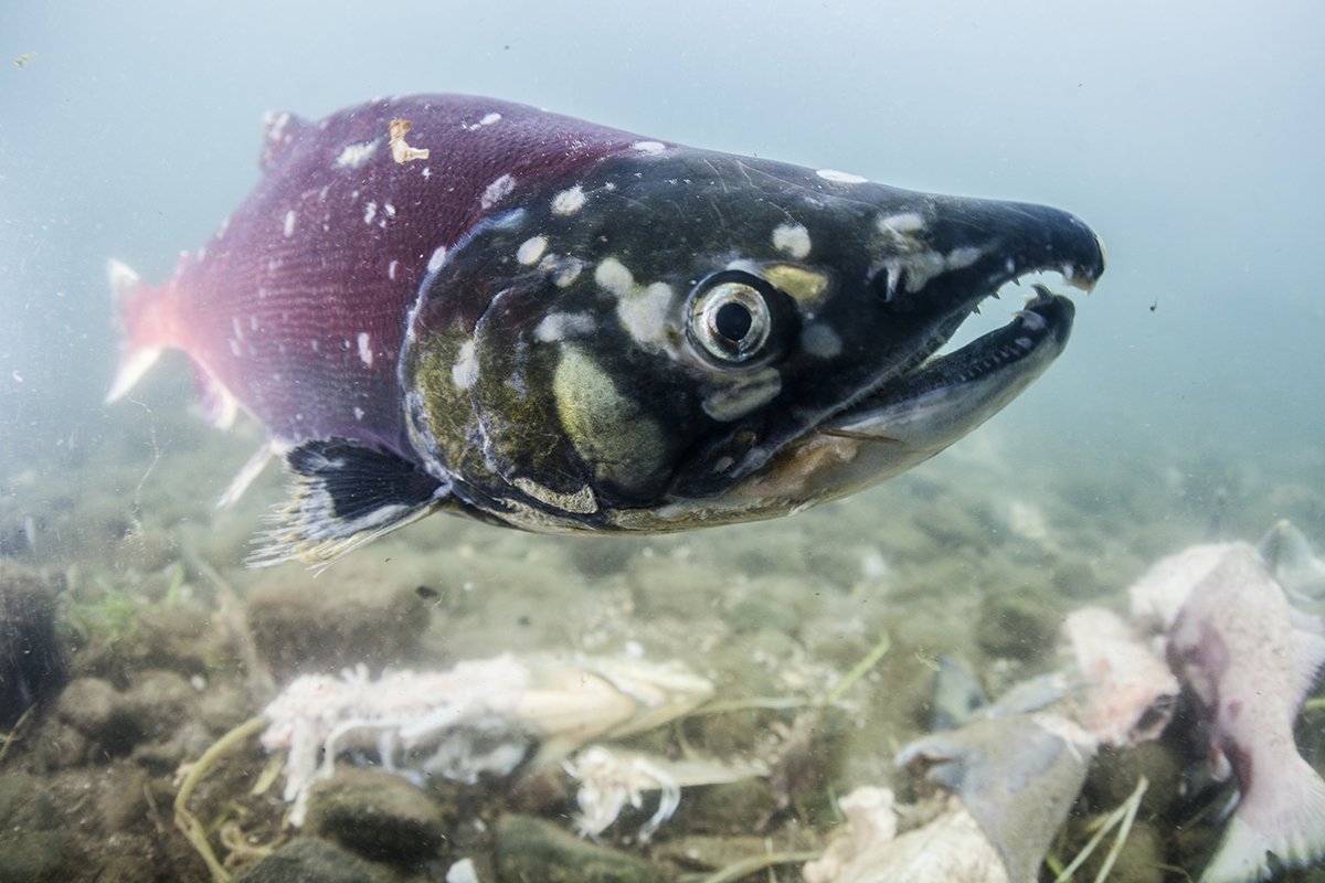 Дикий Камчатский лосось