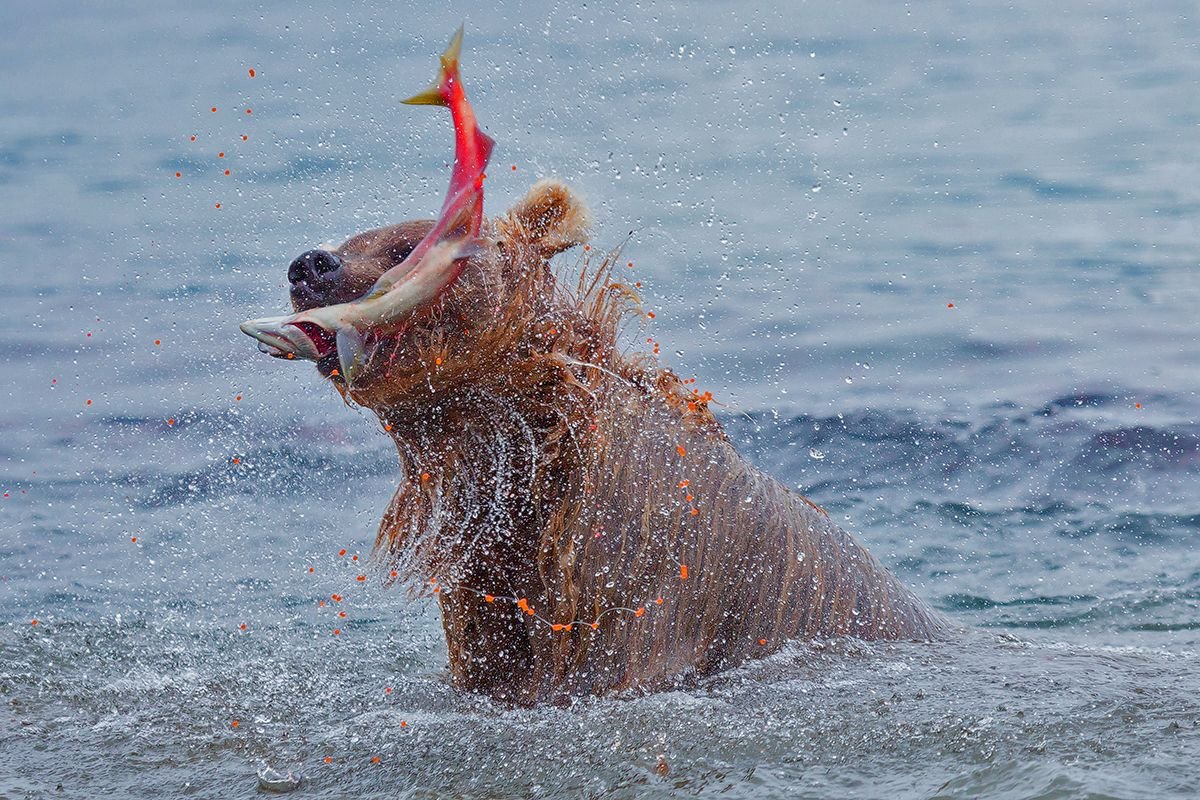 Медведи Камчатки на нересте лосося