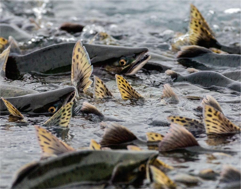 Рыбы Охотского моря