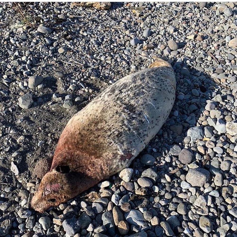 Халактырский пляж Камчатка гибель животных