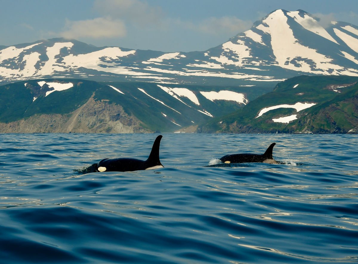 Авачинская бухта касатки