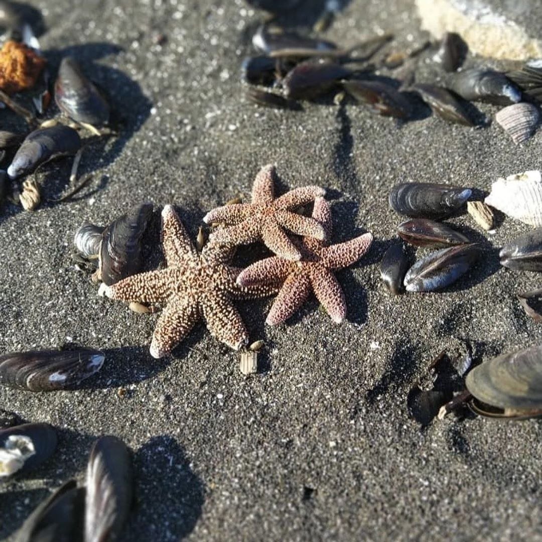 Экологическая катастрофа на Камчатке в тихом океане