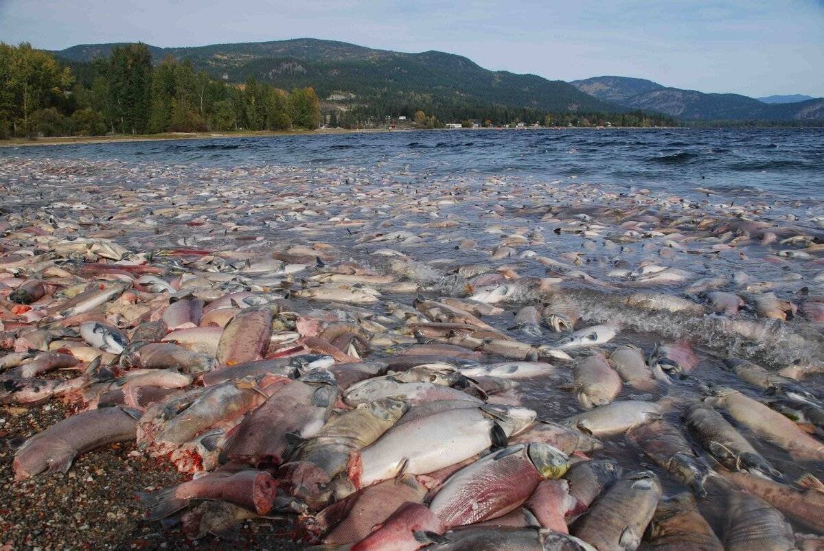 Нерест горбуши на Камчатке