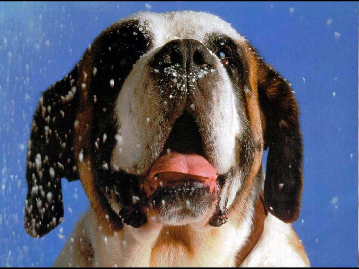 Сенбернар атака