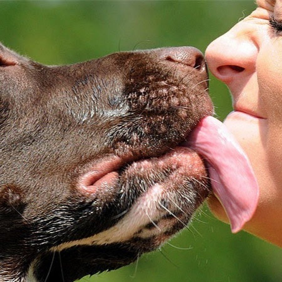 Лизание собаки. Собака целует. Собачий поцелуй. Человек целует собаку. Поцелуй с собакой.