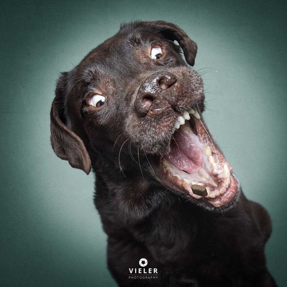 Эмоции собак