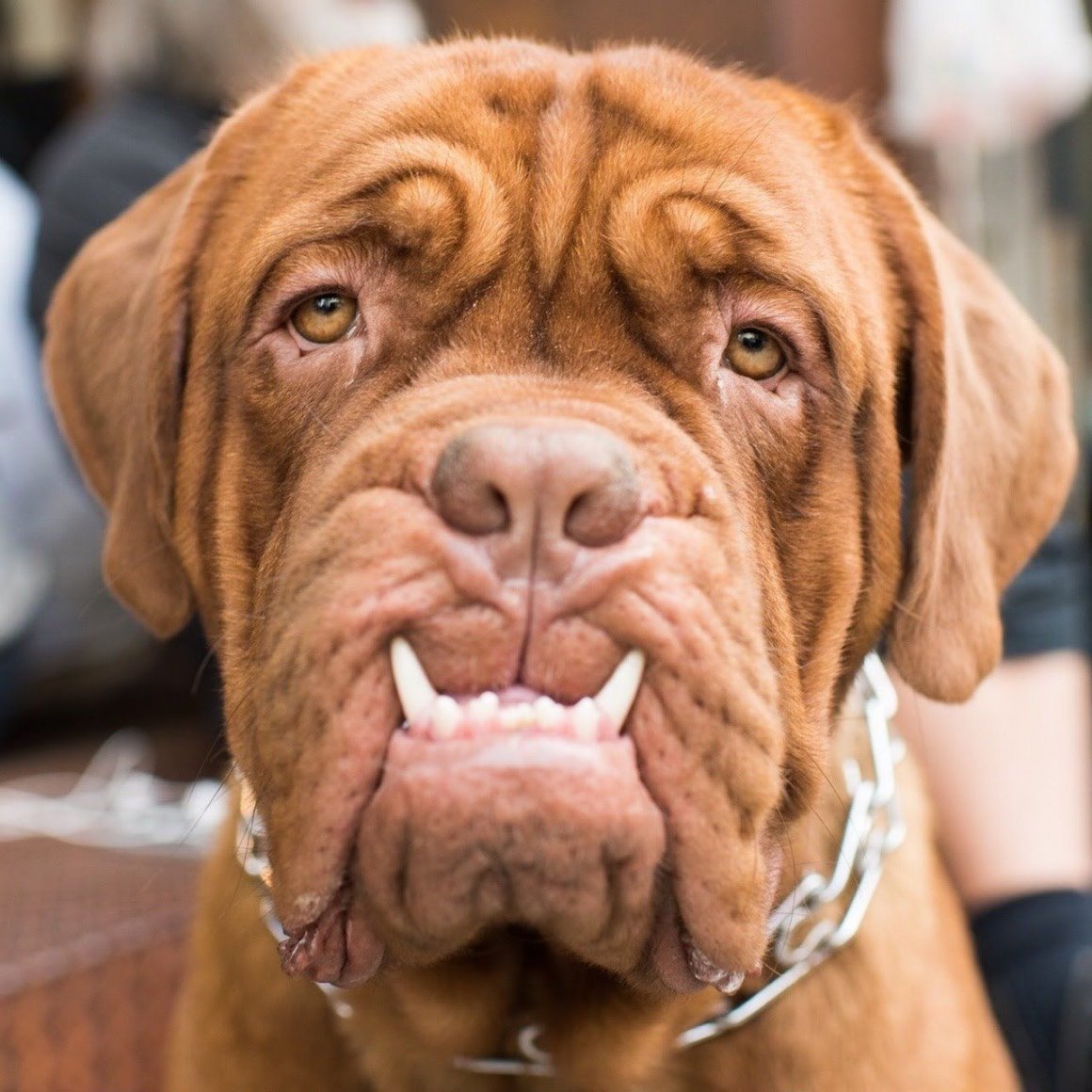 Бордосский мастиф