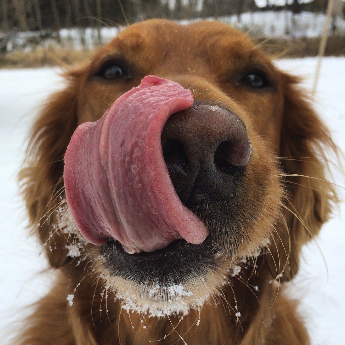 Собака облизывается