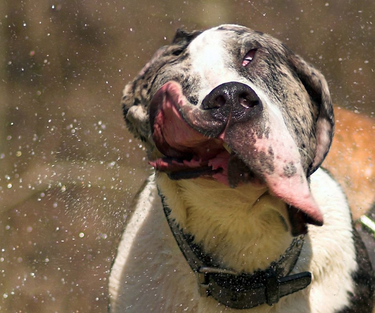 Слюнявый пес