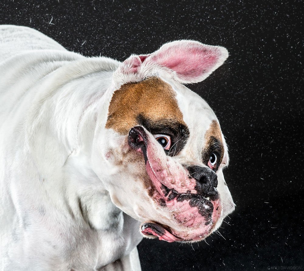 Бульдог страшный