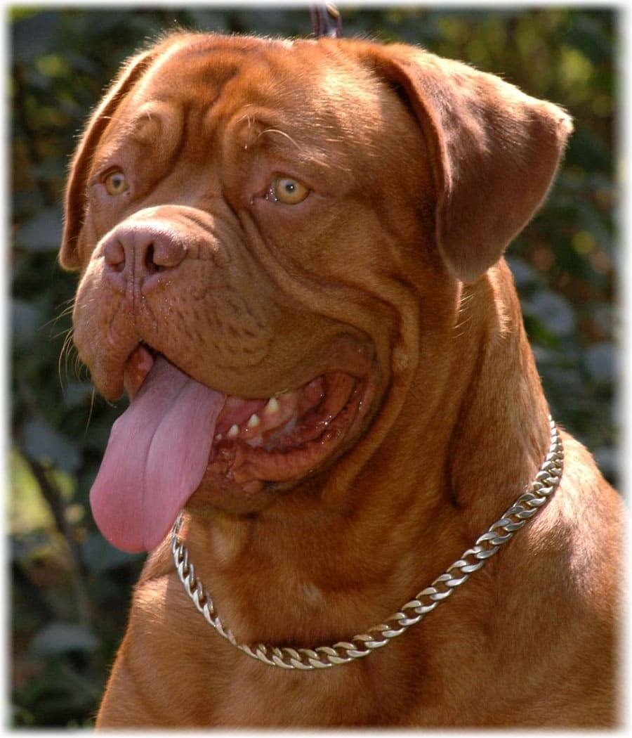 Бордосский дог