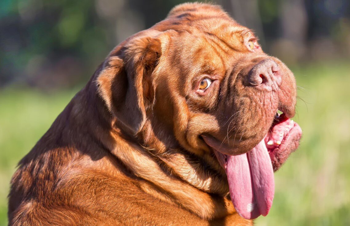 Французский Бордосский дог