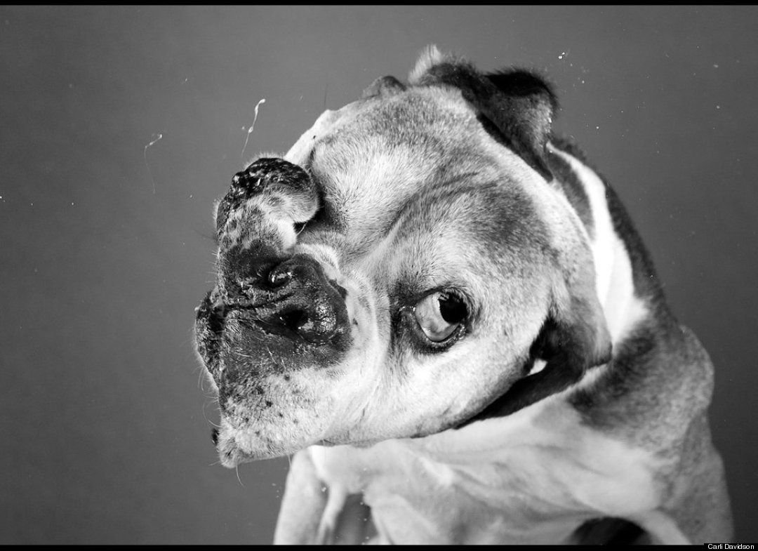 Слюнявый Мопс