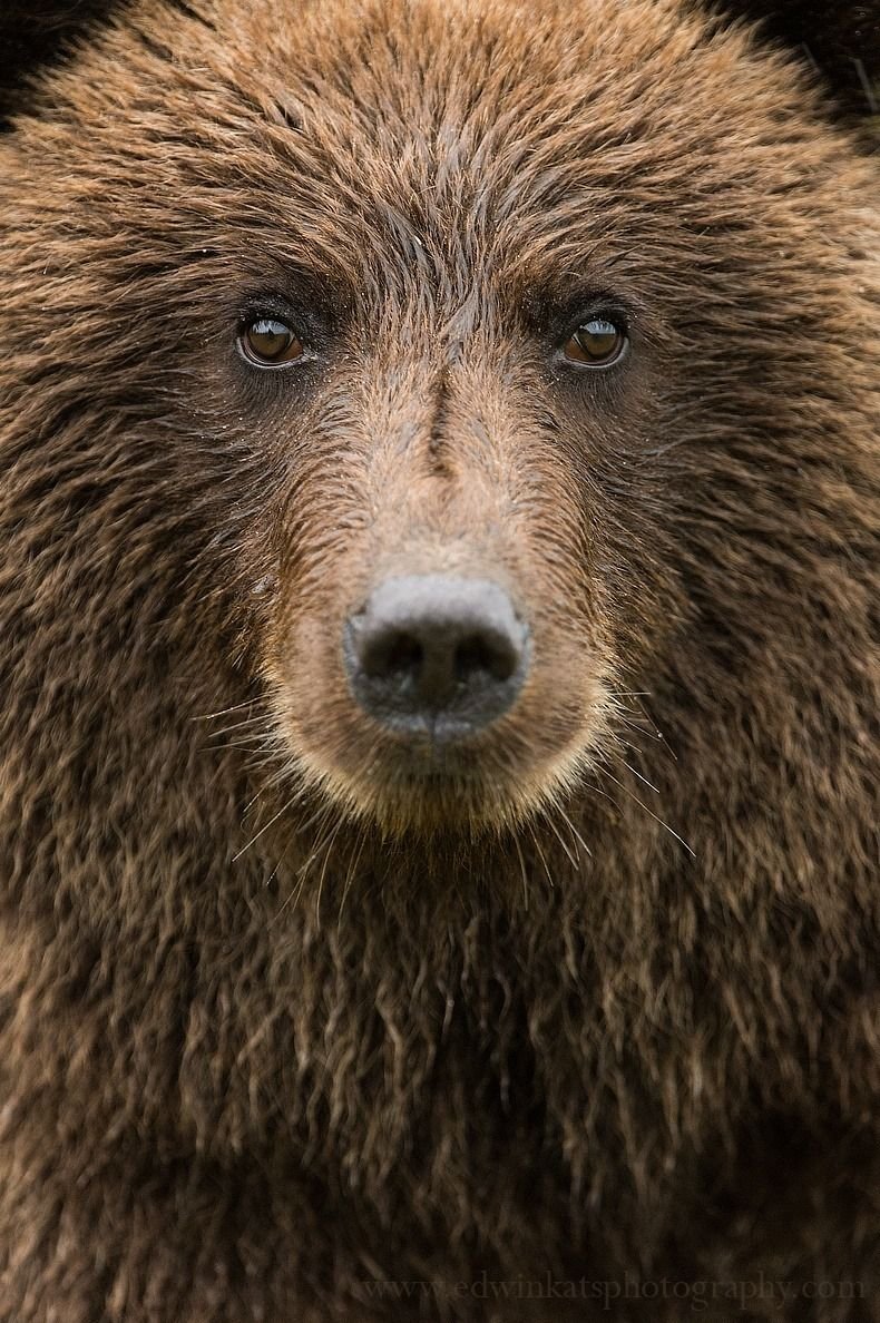 Какой нос у медведя. Медведь Гризли. Глаза медведя. Нос медведя. Морда медведя.