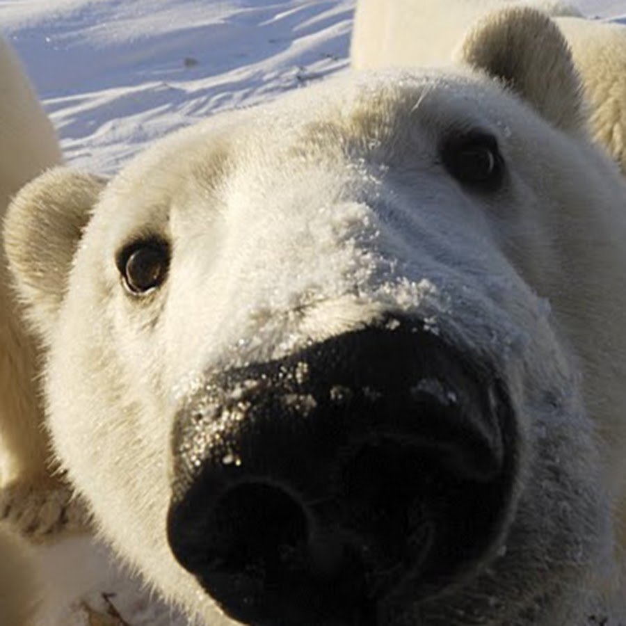 Нос белого медведя