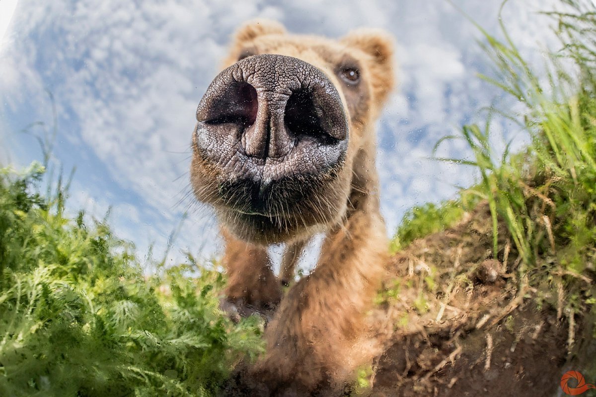 Животные крупным планом прикол