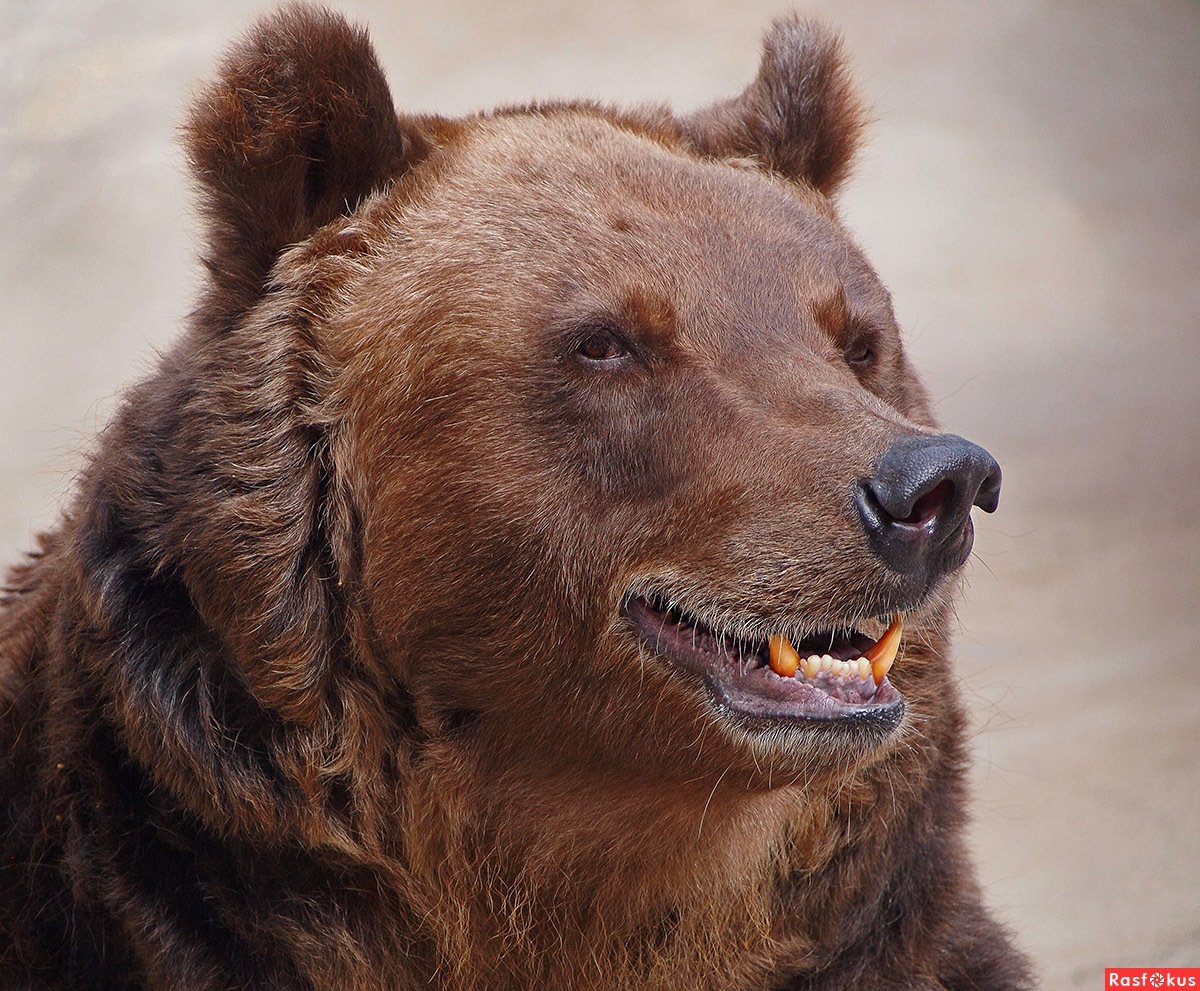 Довольный медведь