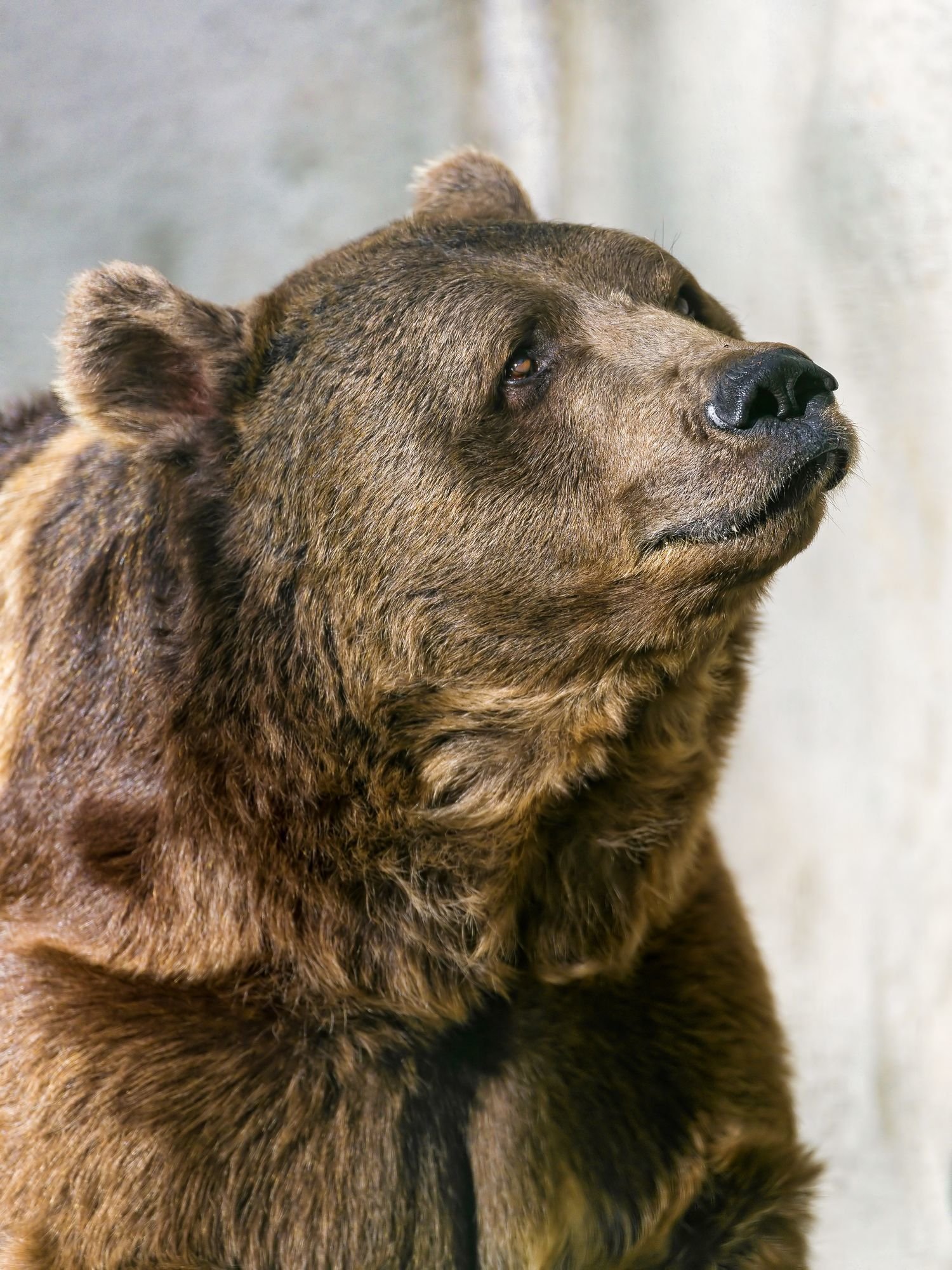 Какой нос у медведя. Бурый медведь самец. Бешеный медведь. Нос медведя.
