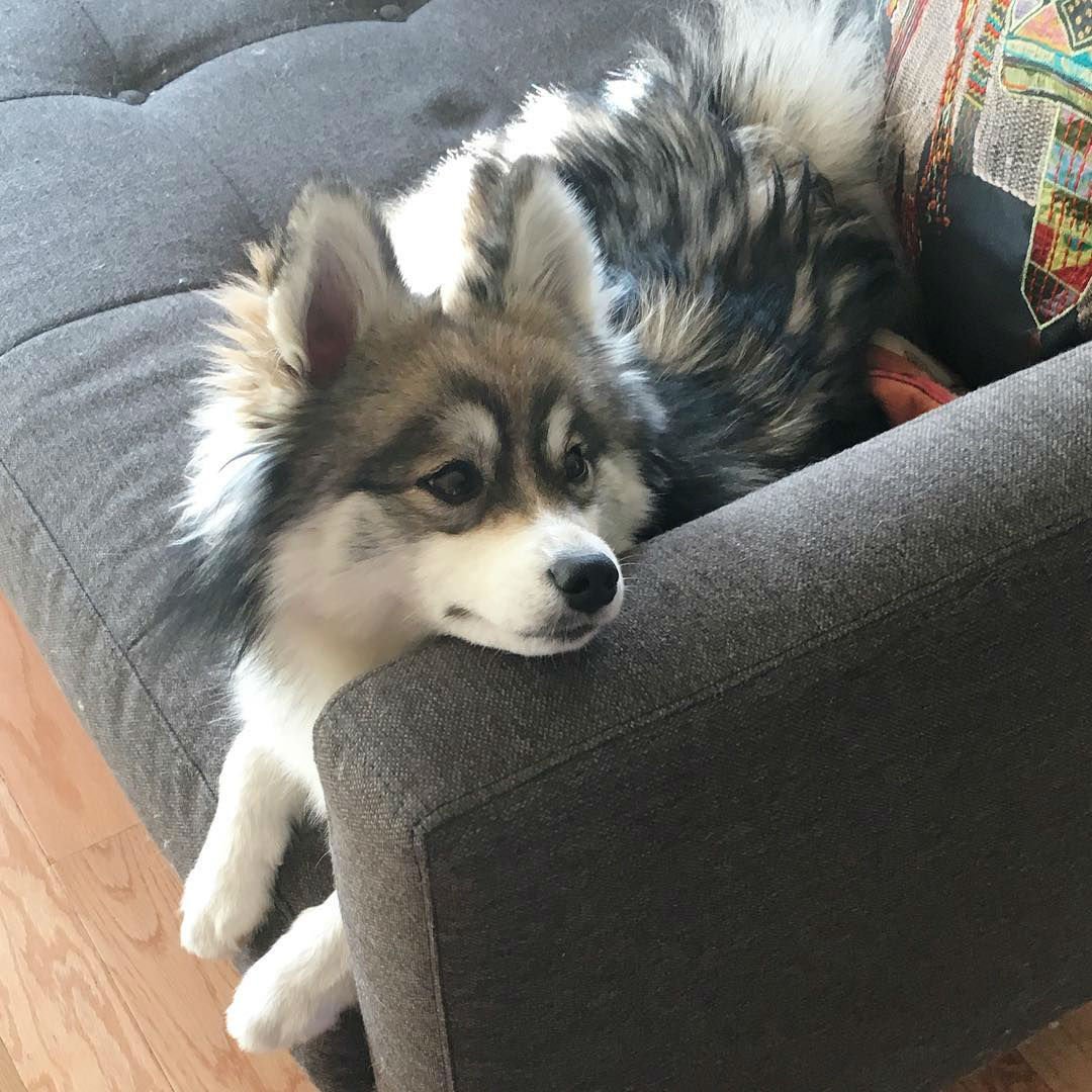 Помски короткошерстный Тип