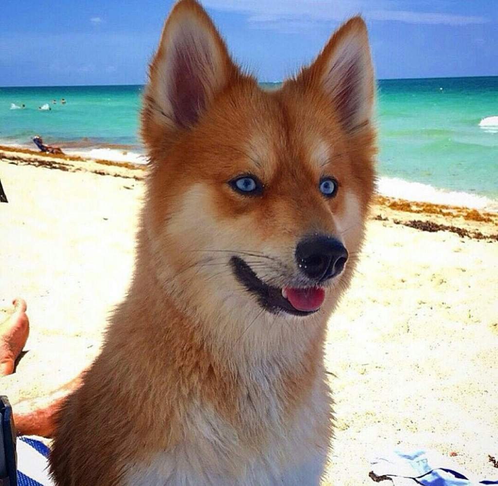 Лисья помски