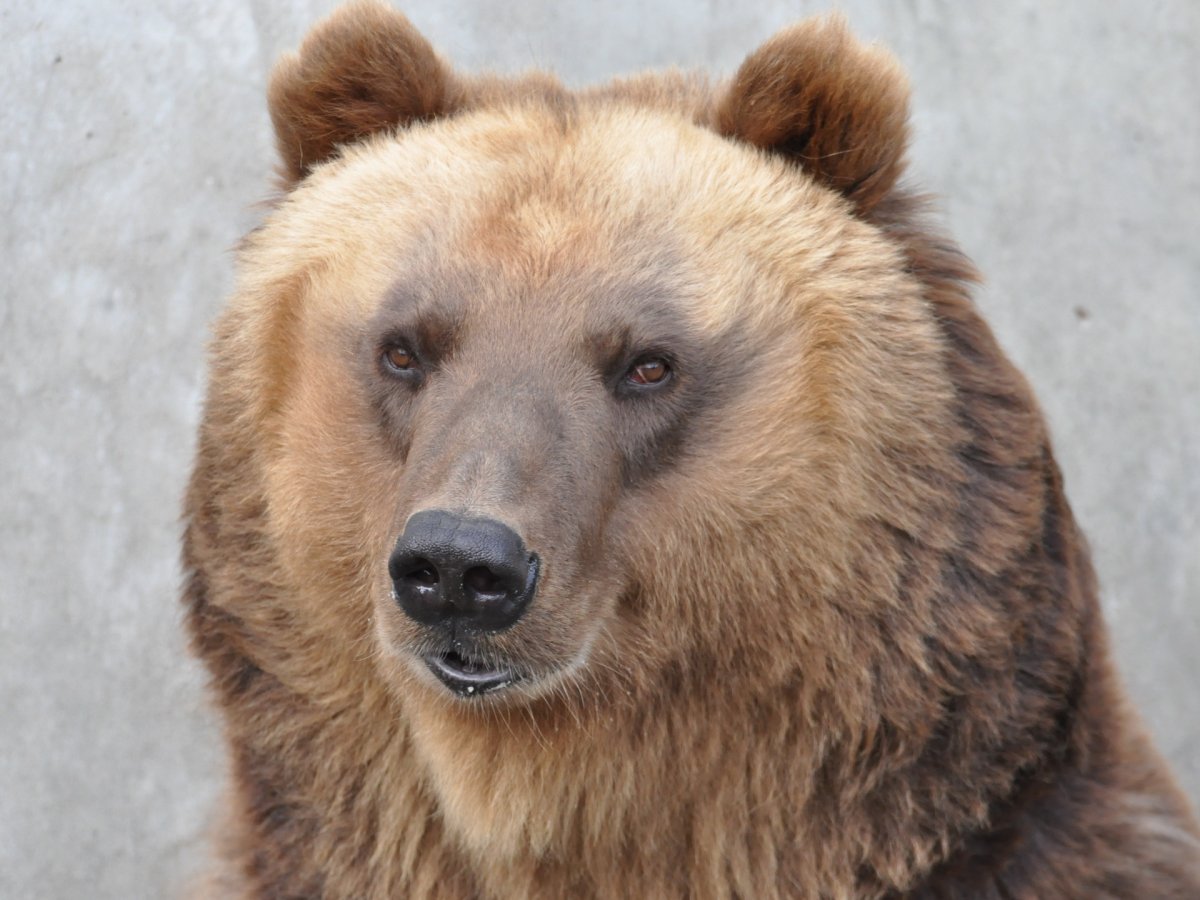 Глаза медведя