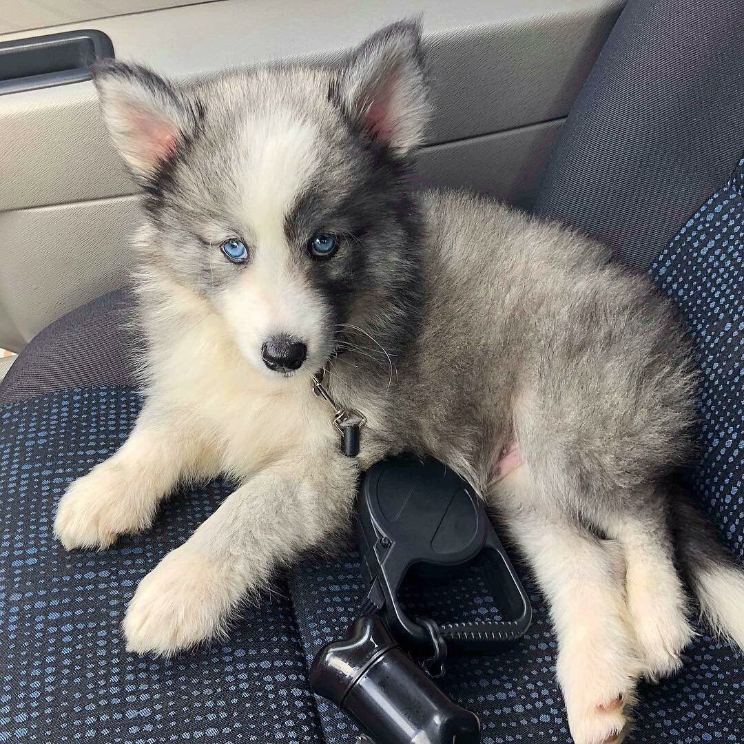 Метис помски