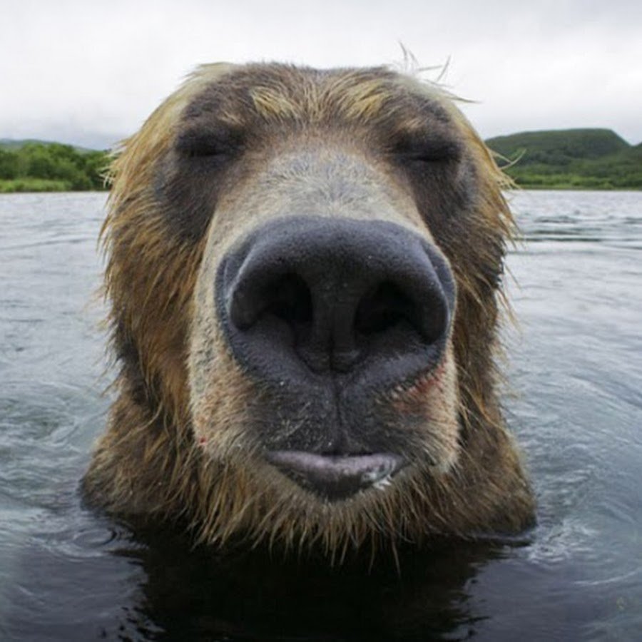 Ялта нос медведя