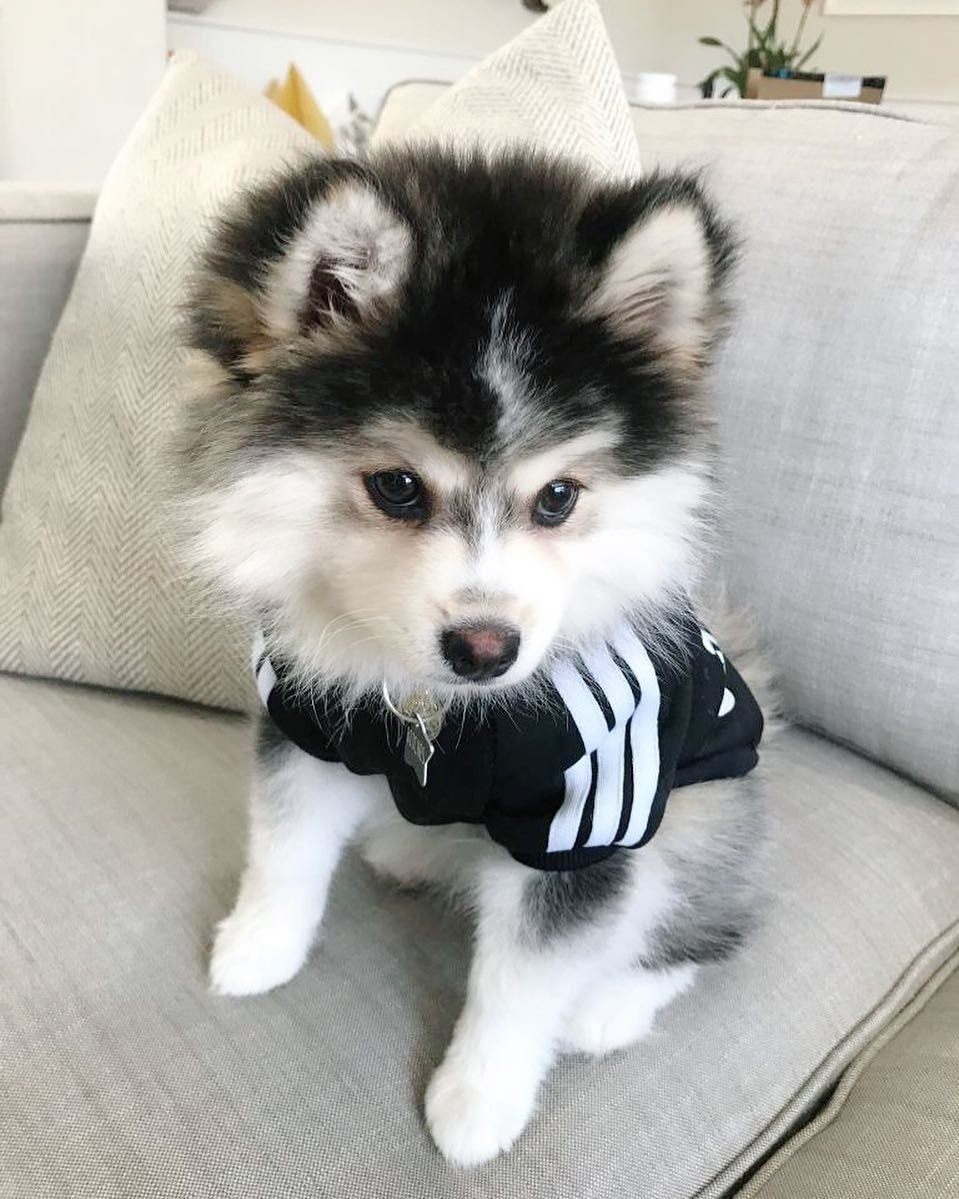 Хаски помски