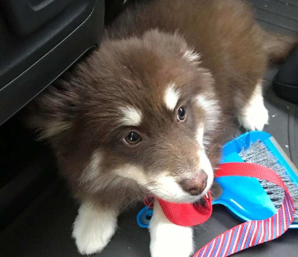 Коричневый помски взрослый