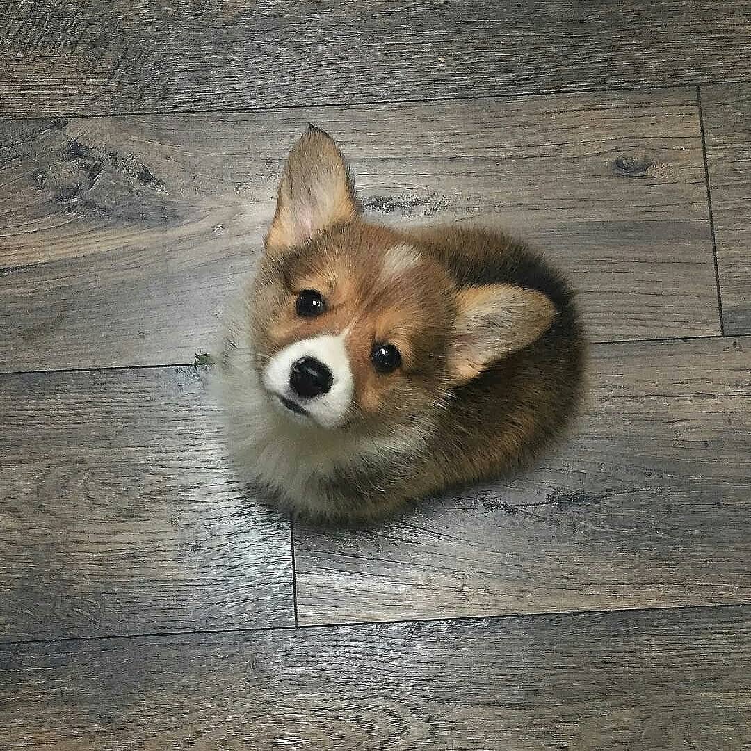 Смесь шпица и вельш корги