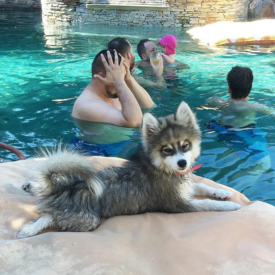 Помски с человеком