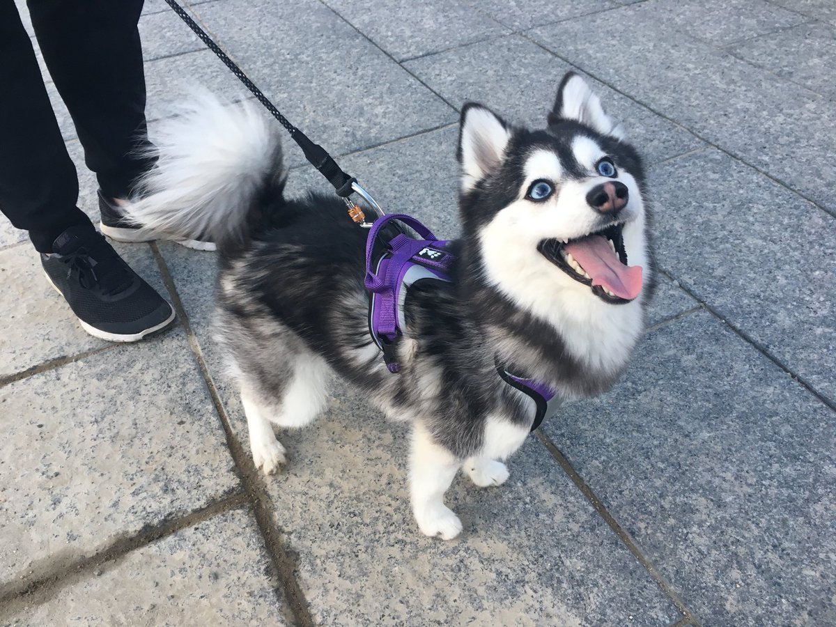 Помски собака взрослая