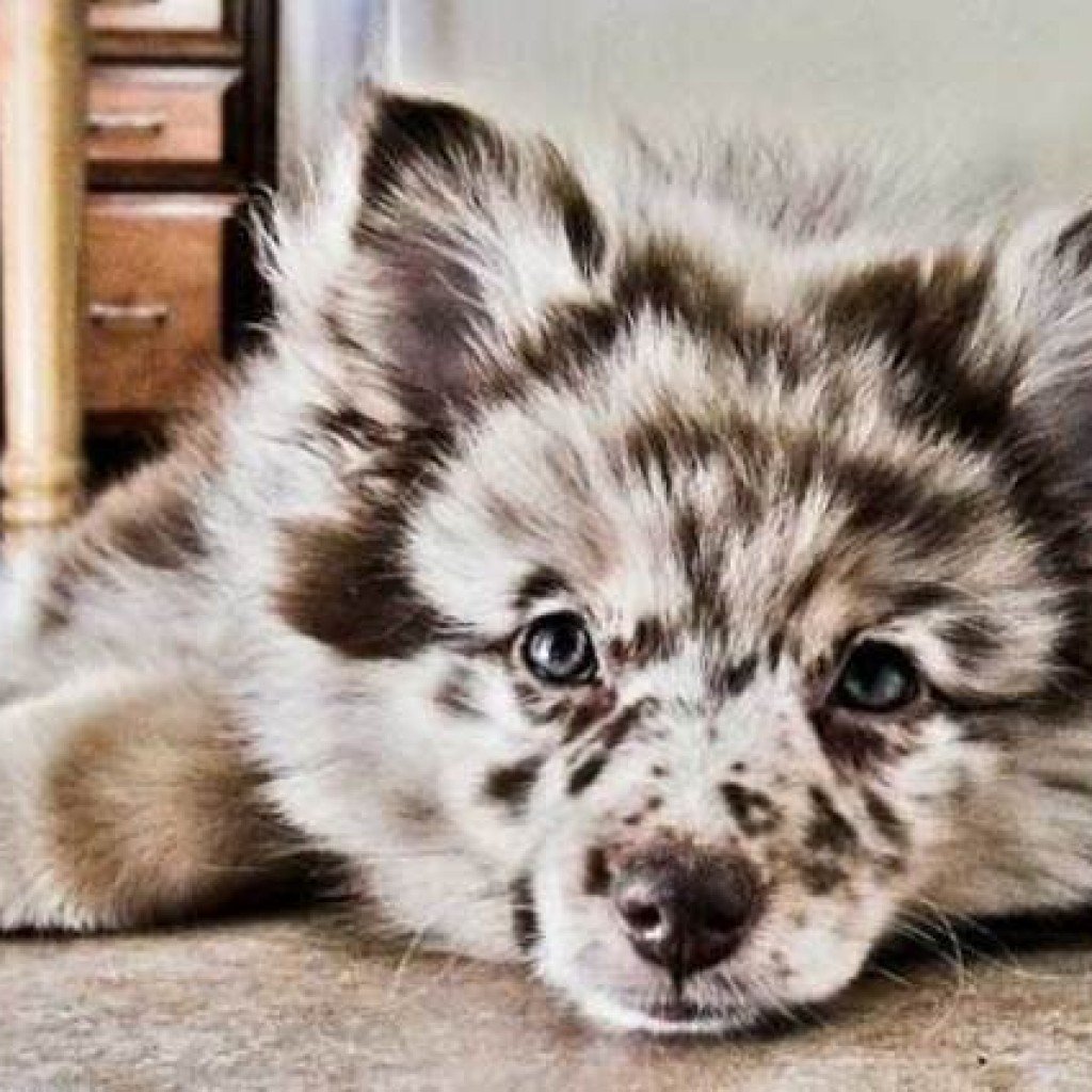 Оссипом австралийская пастушья собака и померанский шпиц