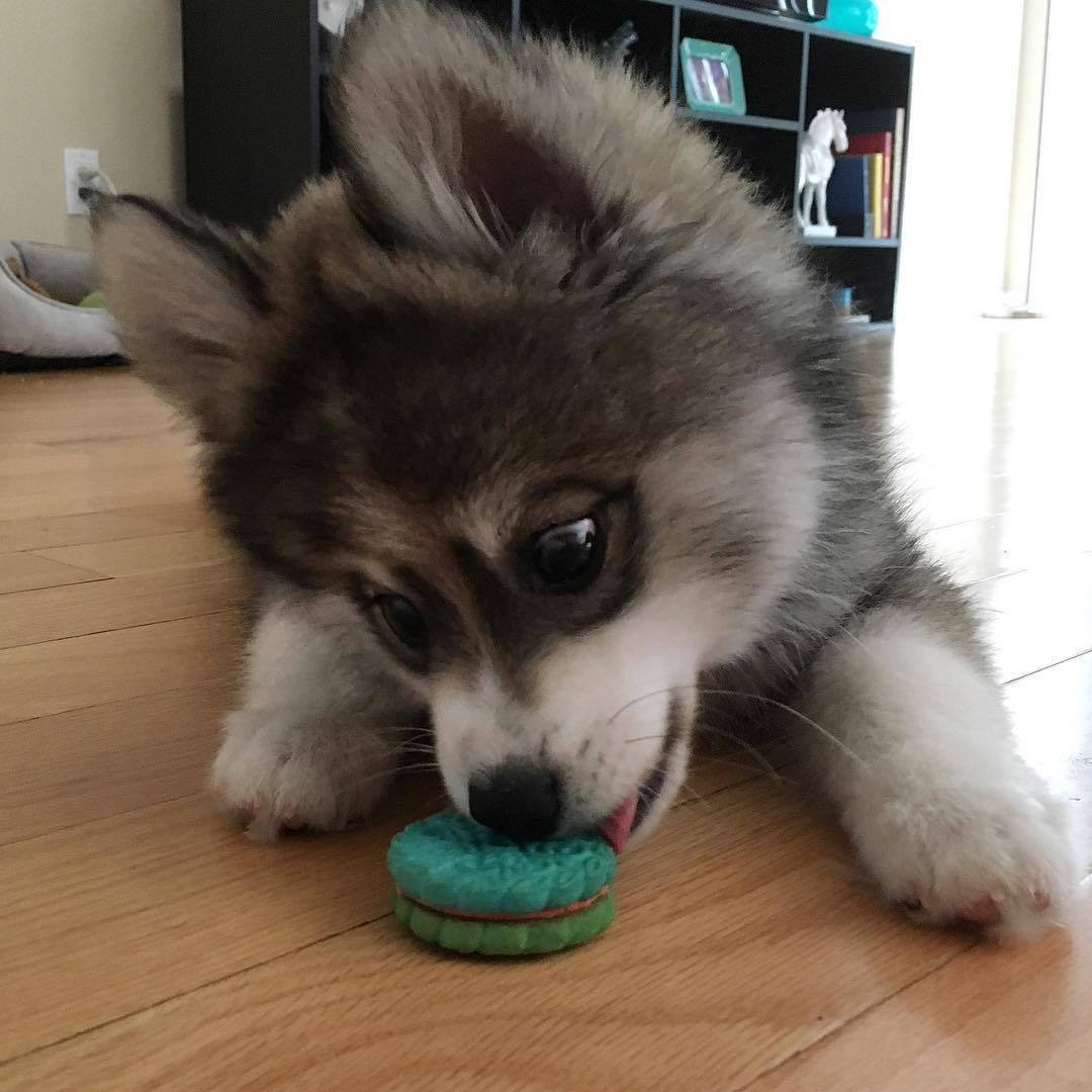 Помесь хаски и шпица