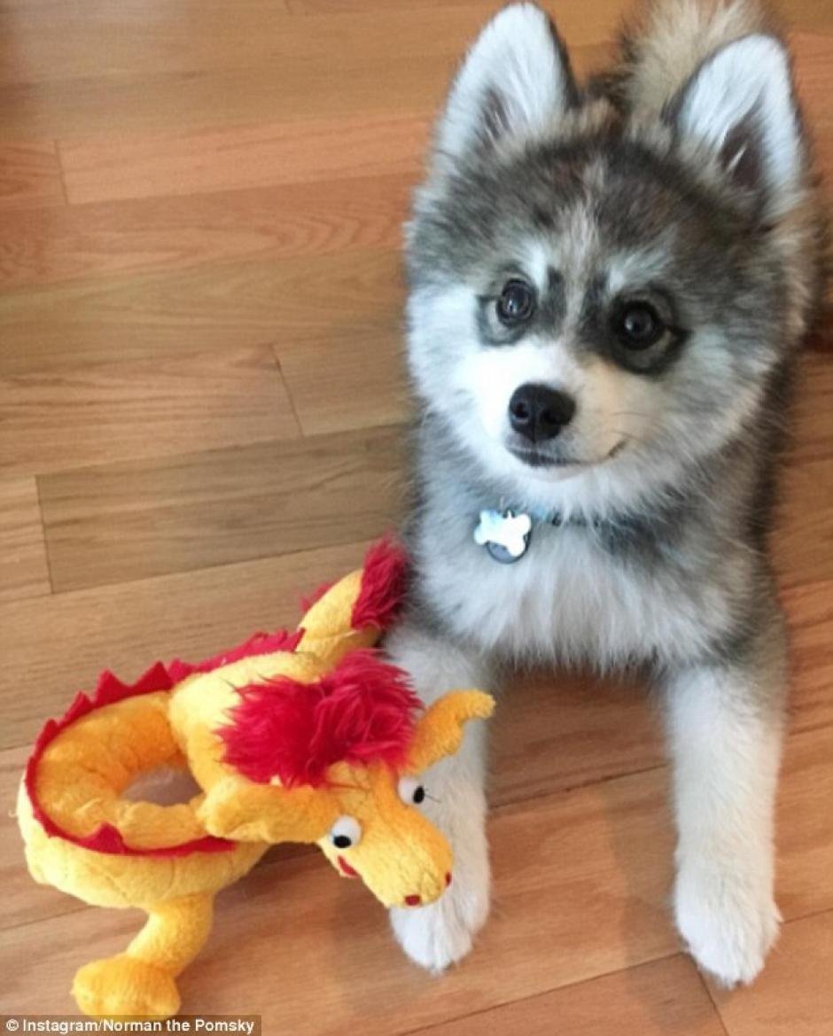 Мини хаски помски