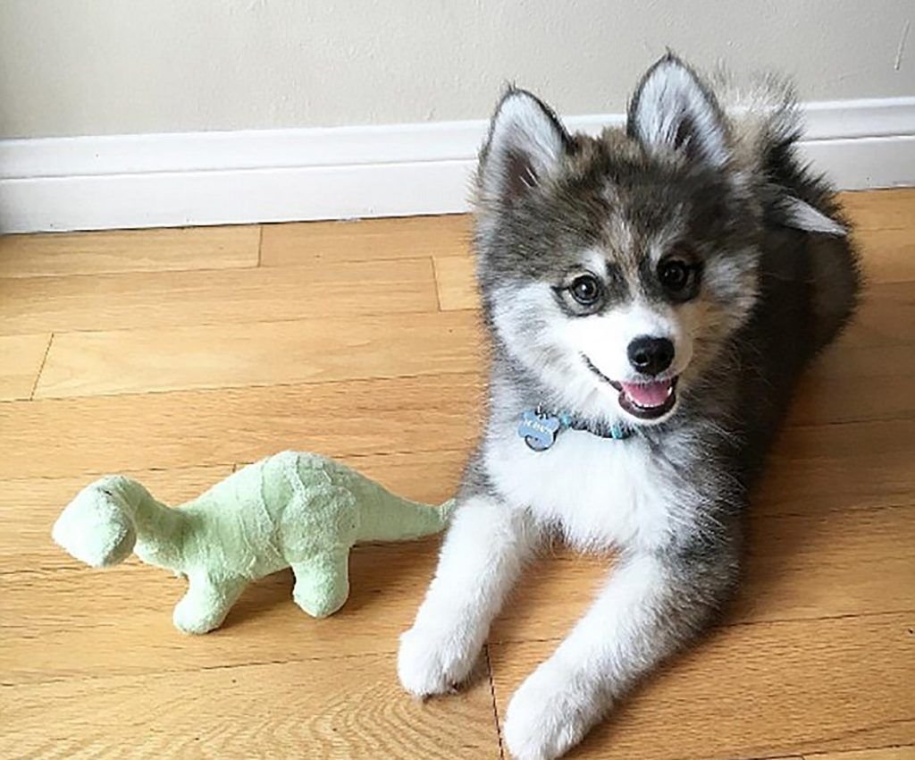 Помс собака